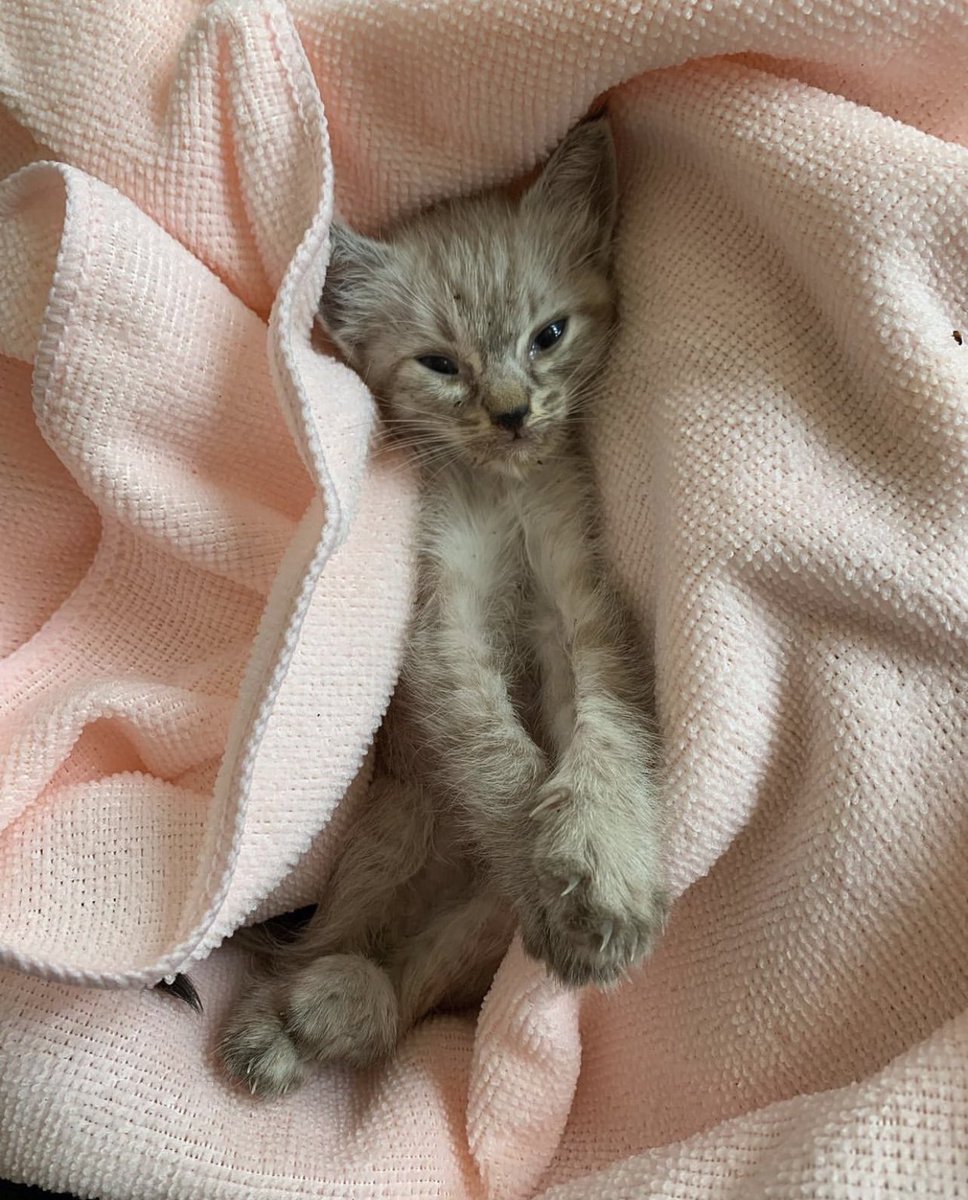 animalforestjp's tweet photo. どうか諦めないで生きてほしい。大雨に打たれたまま衰弱している子猫を引き取りました。体温が氷のように冷たく、内臓が機能しなくなる餓死寸前・・

身体を温めて、給餌して、水分を摂らせて。まだ希望があるからどうか生きてほしい。 https://t.co/cm7SvQpzZC
