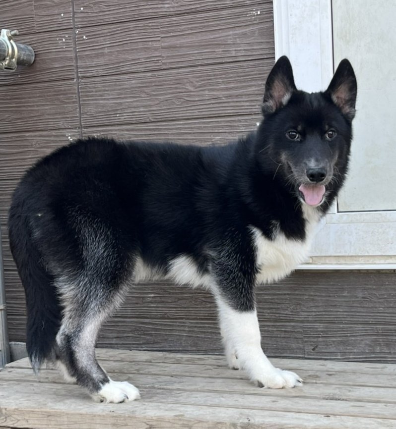 Crystal HasMara Dogs on X