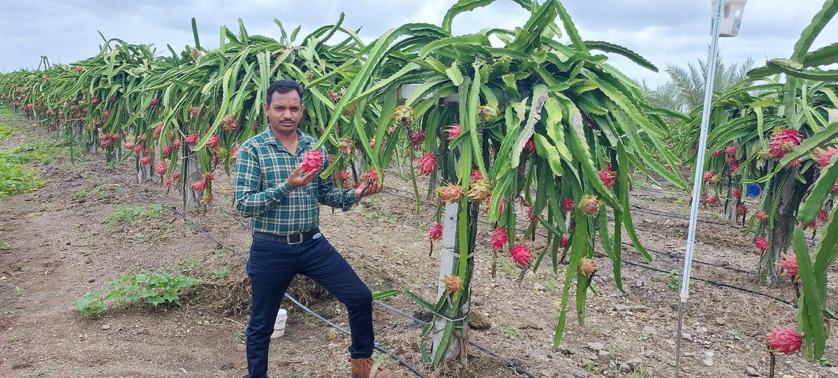 DSRathva6's tweet photo. Dragon fruit plants https://t.co/MzWHJZUY9f