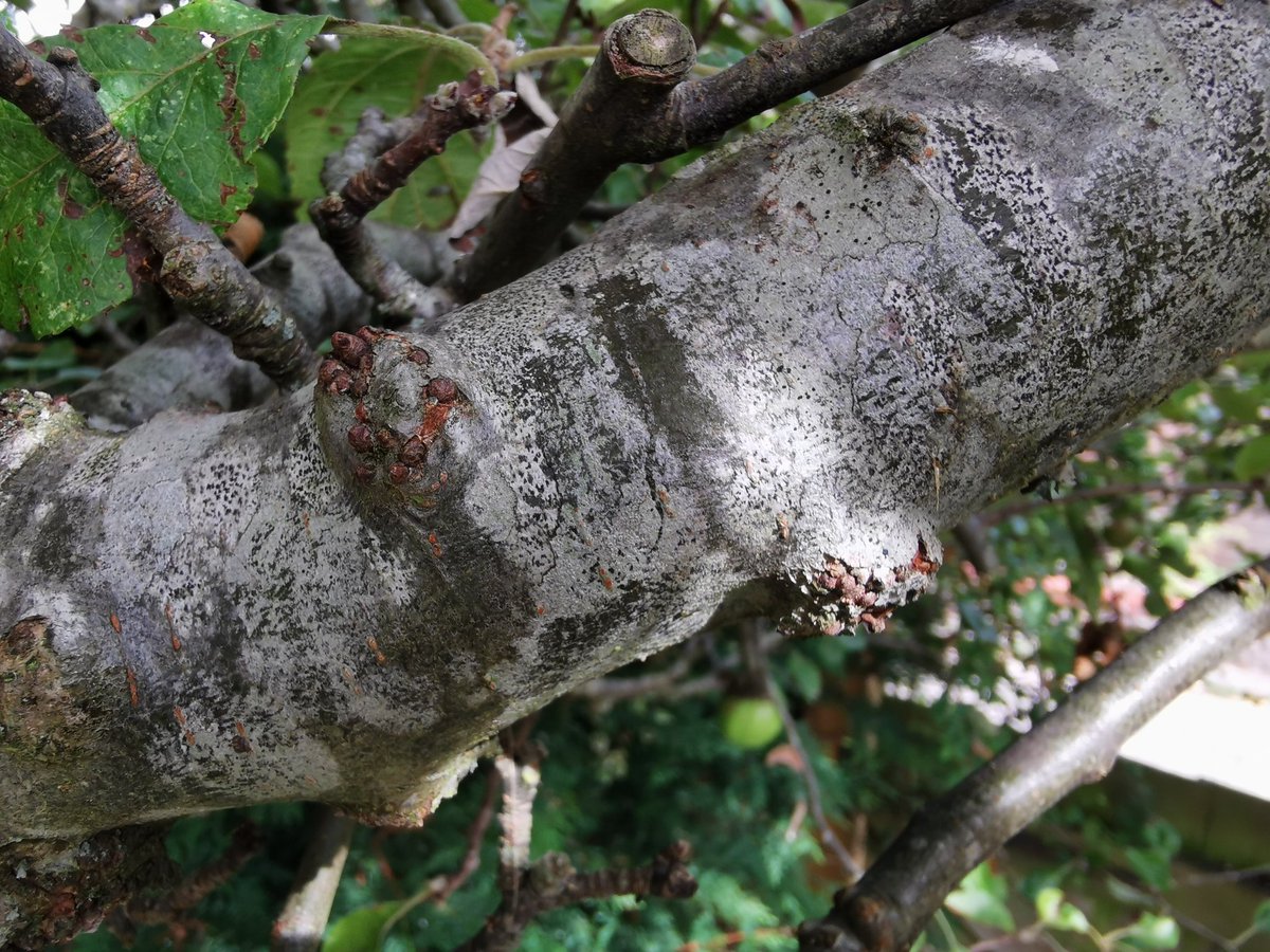 NutritionPoole's tweet photo. @The_RHS please would you tell me what this is all over an apple tree in the garden of a house I've just moved into. It appears to be growing from under the bark. Is it disease and could it be resolved? TIA 😊 https://t.co/AYpL2Yx598