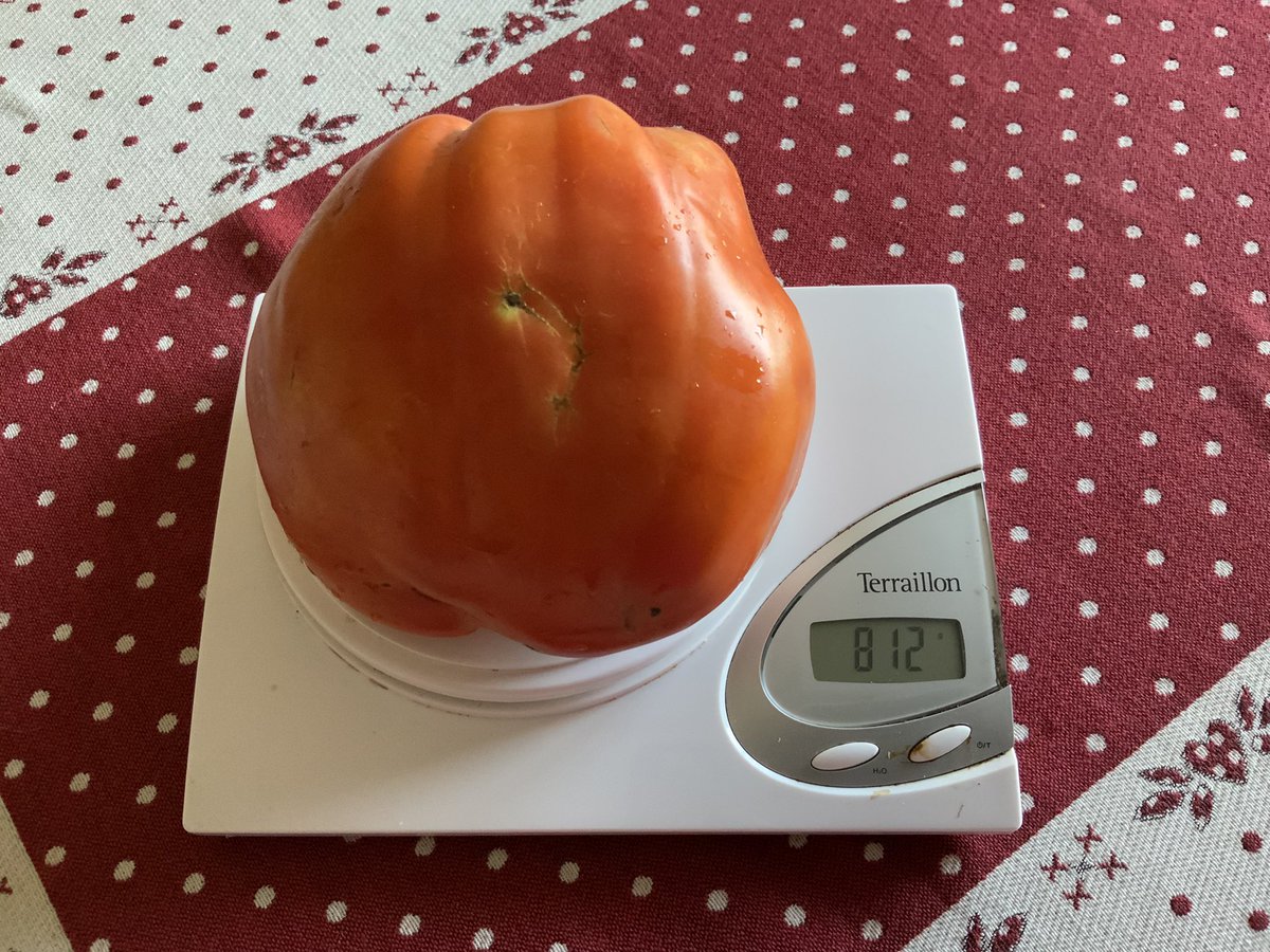 messelod's tweet photo. Pomodoro foglia fiappa di 812 gr. Anche quest’anno il pollice verde funziona!!! #floricolturaMontrosset #montrossetsilvano https://t.co/INDV8aI5Yq