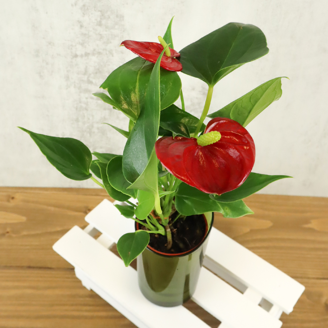 Cwezwpbb1zdwtm Cwezwpbb1zdwtm