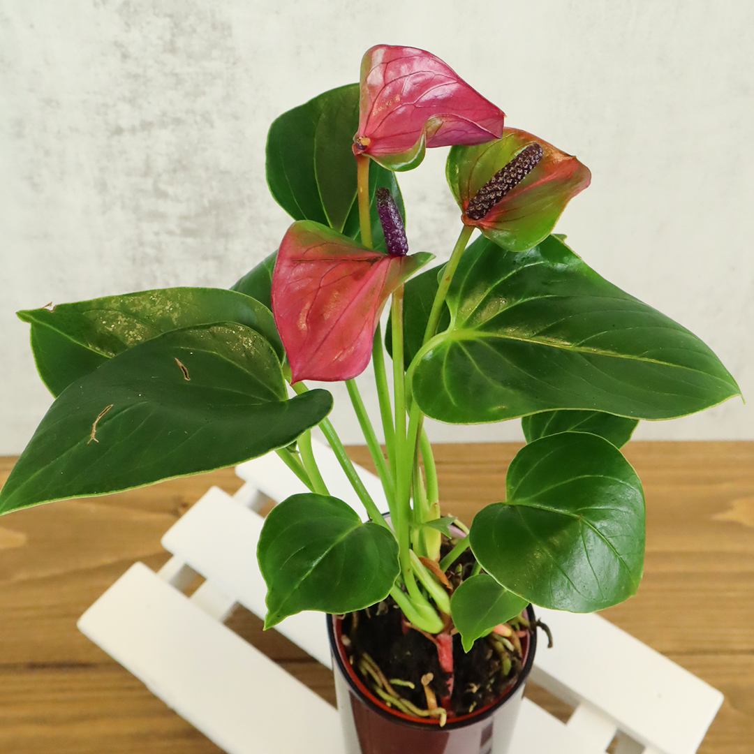 Cwezwpbb1zdwtm Cwezwpbb1zdwtm