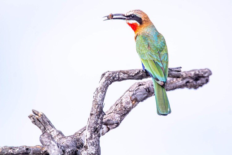 So that’s why they call it a bee-eater! 🐝🥢😆