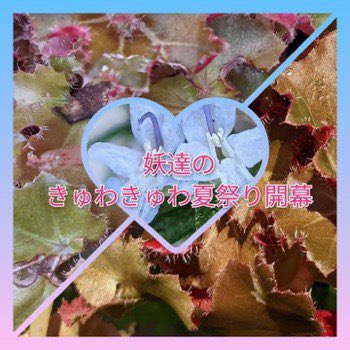 522_724_930's tweet photo. #妖達のきゅわきゅわ夏祭り開幕
#錦織一清 #シャイモン

꧁𓈒𓐍.Song for you.𓐍𓈒꧂
    （花画像: けいさん） https://t.co/IfZcaCCVKa