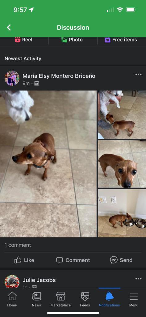 michaelham17's tweet photo. 7 days later we finally found her!!!! It’s been the worst week of my life and couldn’t be more grateful for Lake Nona’s community. Couldn’t believe my little girl was lost in the wild in Orlando, but we finally got her 🥺❤️ https://t.co/fIO9kgmCmj
