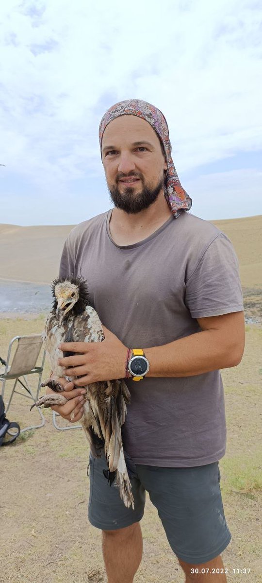 DrRJBurnside's tweet photo. ‼️The field team in Uzbekistan have tagged 2 more adult Egyptian Vultures today! ‼️

1 x Female 2 year old: called Shirin
1 x Male 4 year old: called Johny

Two more tags left. Hopefully the good luck continues.

Project supported by @_OSME @HawkConservancy @orientbirdclub https://t.co/mGGiOD4KZ6