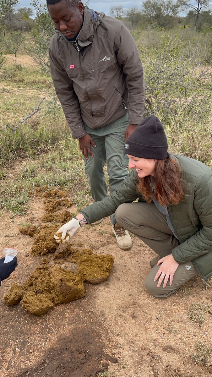 ForElephants_'s tweet photo. 💩 While it may seem gross, collecting fecal samples is the first step in our hormone analyses! These samples undergo complex chemical reactions that allow our team to determine the hormone concentrations of the animal. 
#elephants #elephantresearch #conservation #forelephants https://t.co/GaVXCjzMtD