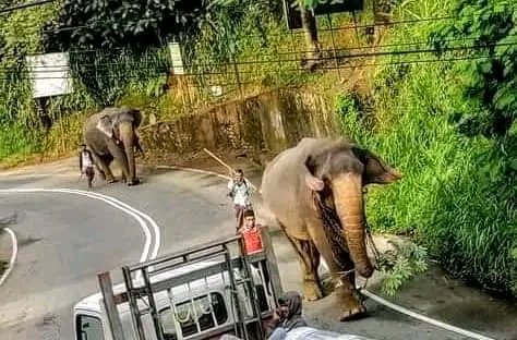 praveenabeysin2's tweet photo. කන්ද උඩරට ඇසල පෙරහැර වර්ණවත් කිරීමට පා ගමනින් මෙවර එන
🔴 ඇඹිලිපිටියේ සංඛ රාජා🐘
🔴 පැල්මඩුල්ලේ චුලා 🐘
🔴 පැල්මඩුල්ලේ රත්නා🐘
🔴 පල්ලෙබැද්දෙ රාණි🐘
#VisitKandy #VisitSriLanka #Kandyperahera https://t.co/4kcGtAqob5