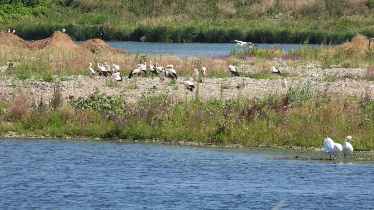 inja5248's tweet photo. in de Weerd vloog 'n grote groep ganzen over richting de #Lus_van_Linne tussen de ganzen ± 50 #ooievaars prachtig...zoveel had ik er nog nooit samen gezien...'n groep landde op de Lus, 'n groep ging > de #Isabellegreend en 'n paar bleven in de #Linnerweerd
@Limb_Landschap https://t.co/thHiProfzh
