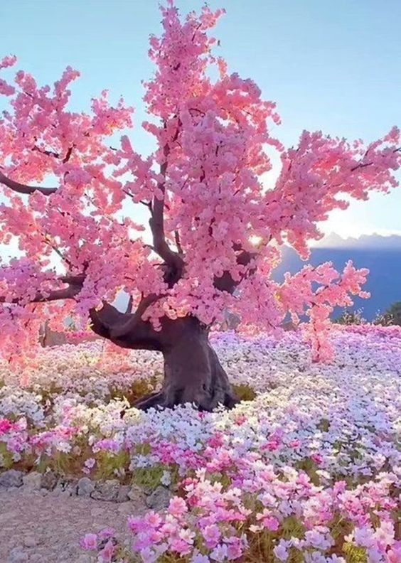 lavieestbelIe's tweet photo. Cherry blossoms in Yunnan, China https://t.co/UOTTwPO7Nr