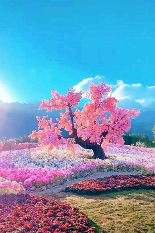 Cherry blossoms in Yunnan, China