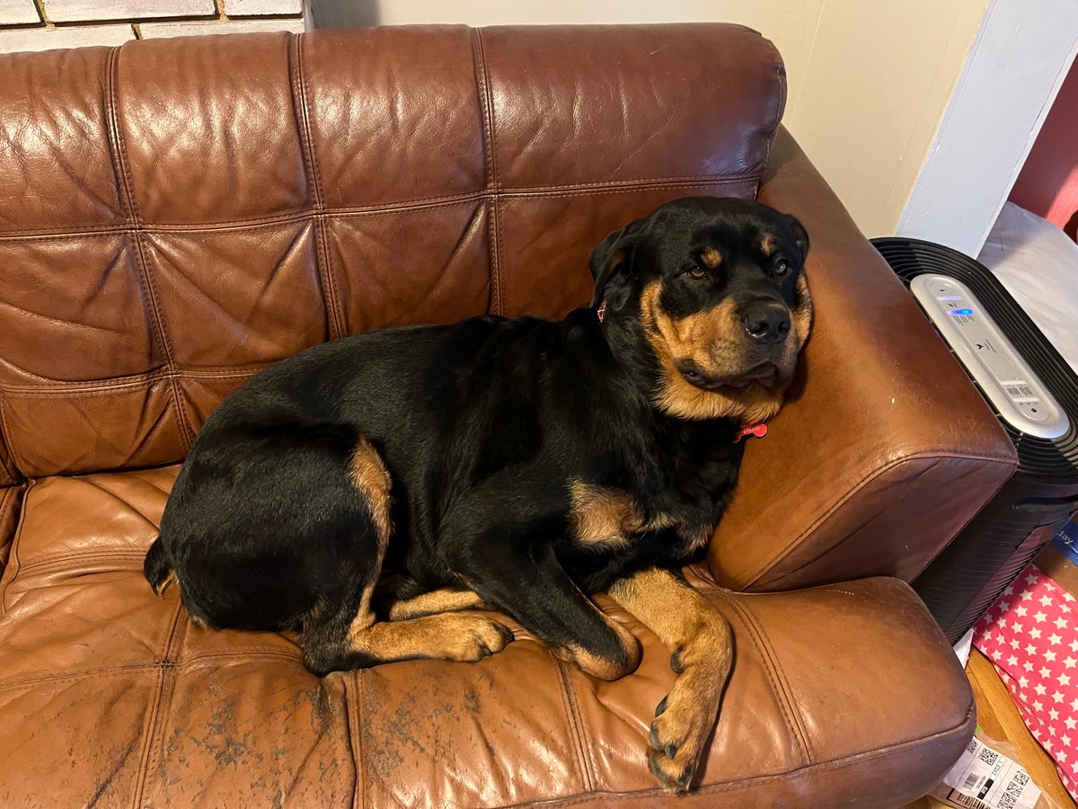 Teddy is chilling after his walk while Pack Leader Emily makes his breakfast.