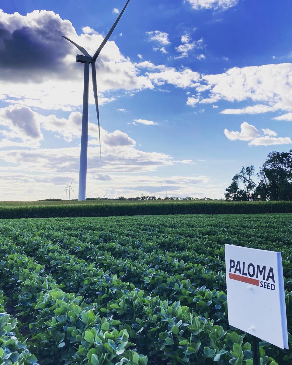 KINGAGLLC's tweet photo. Paloma Enlist E3 Soybeans Growing Strong in KING-AG Plot by Toronto, SD (Maturities 0.6-1.0-1.4-1.6-1.9-2.1-2.3)
@FBNFarmers https://t.co/pMIwnTmXxU