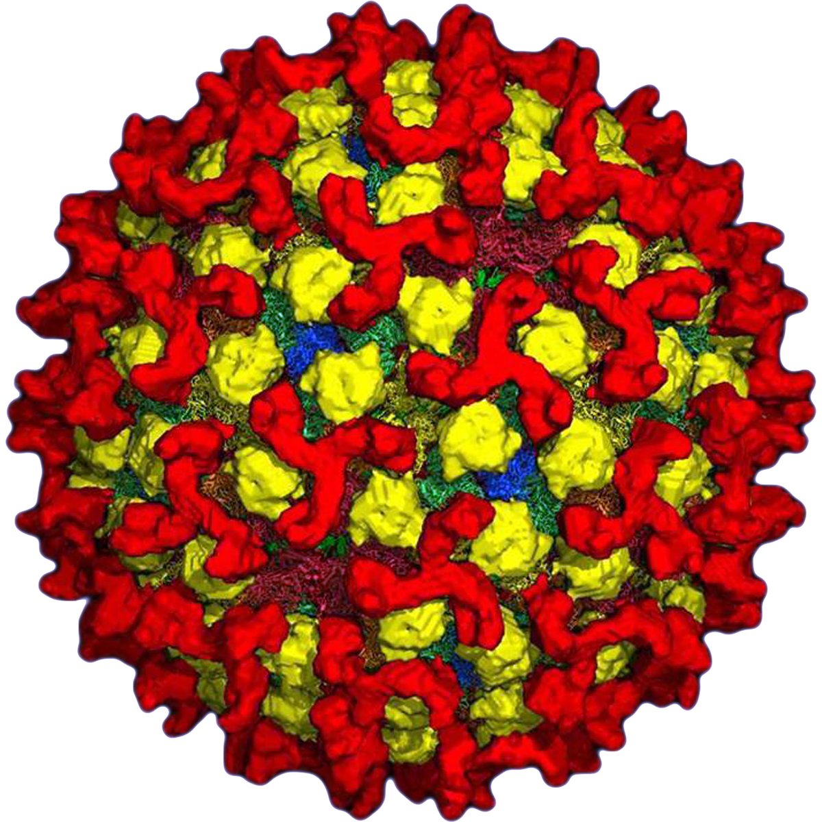 The Pirbright Institute (@pirbright_inst) on Twitter photo Pirbright scientists have identified that re-assortment of circulating #Bluetongue virus strains can influence the spread, impact and persistence of disease.
Read more on this <a href="/JVirology/">JVirology Editors</a> study here ➡️pubmed.ncbi.nlm.nih.gov/35727032/
#VectorBorneDisease #BTV #AnimalHealth <a href="/BBSRC/">Biotechnology and Biological Sciences Research</a> Pirbright scientists have identified that re-assortment of circulating #Bluetongue virus strains can influence the spread, impact and persistence of disease.
Read more on this <a href="/JVirology/">JVirology Editors</a> study here ➡️pubmed.ncbi.nlm.nih.gov/35727032/
#VectorBorneDisease #BTV #AnimalHealth <a href="/BBSRC/">Biotechnology and Biological Sciences Research</a>