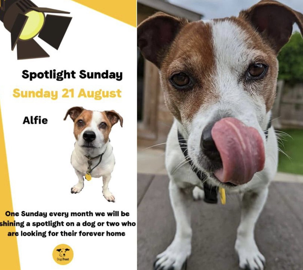 DT_WestCalder's tweet photo. Our #SpotlightSunday Star Alfie would like to wish everyone a happy weekend 💛🌟

Alfie is still on the hunt for his forever home 🏡❤️

Find out more about him on our website 💻😊

@dogstrust #adoptdontshop #JackRussellTerrier #JRT #spotlightsunday https://t.co/sUvh7E3PVD