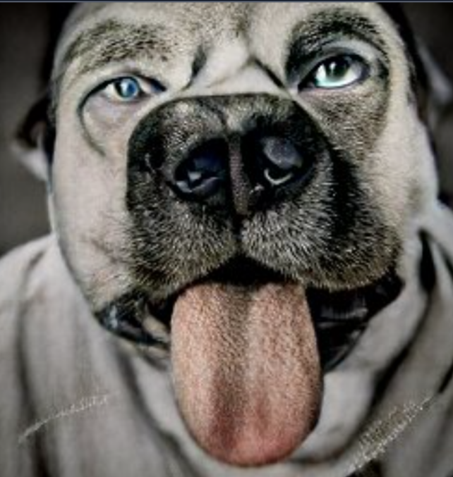 jokerfan79's tweet photo. A new furry friend.
#DogTFFan #dogtransformation #TFTuesday #TFeveryday #caninetf #dalleMini https://t.co/SfEXVi473m