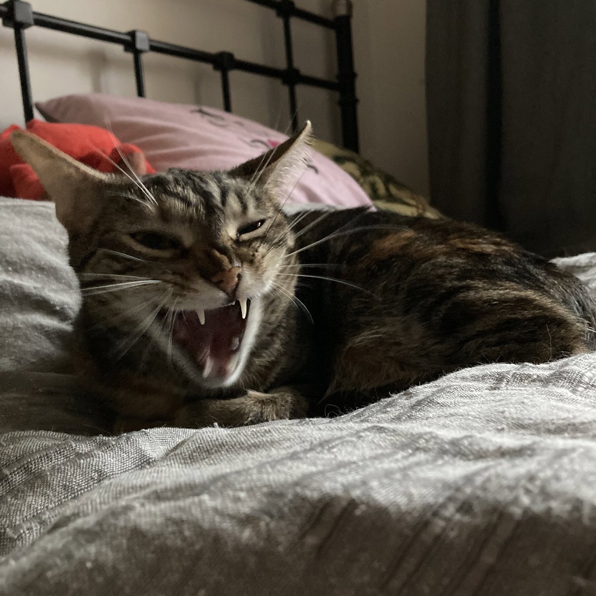 YawningDemons's tweet image. Good morning, little vampire aka Miss Chilli #possesedcats