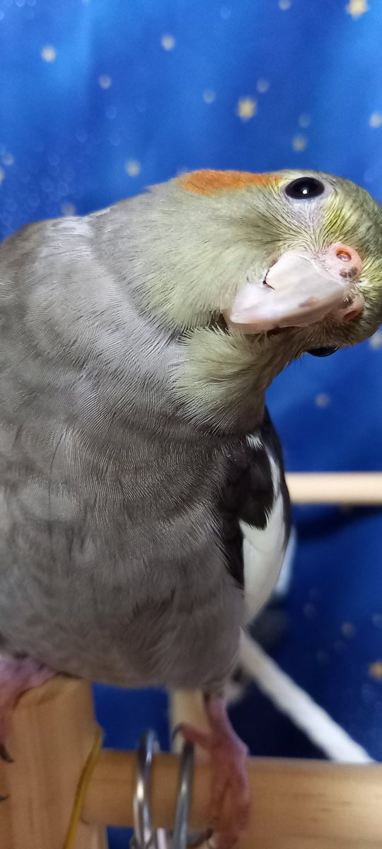 画面いっぱいのオカメ🐥

#オカメインコ