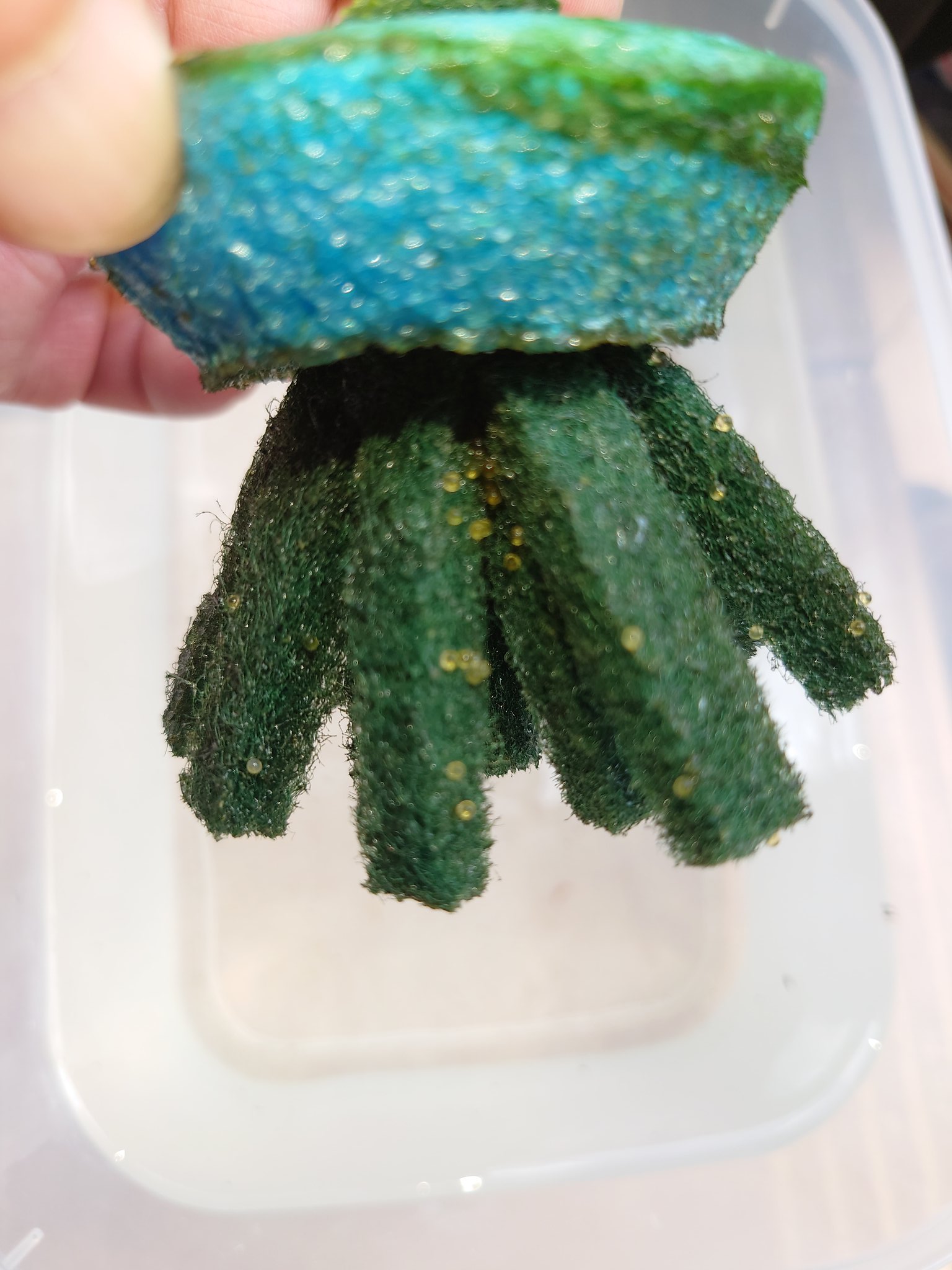 تويتر 野豚 على تويتر 水槽の水が突然白濁しミナミヌマエビが大量死 そしてメダカも一匹 また一匹と力尽き半減する事件が発生 水換え バクテリア剤の投入で対応 結構な日数がかかりましたが改善したっぽいので 新たな11匹をお迎えしました 水合わせの前に