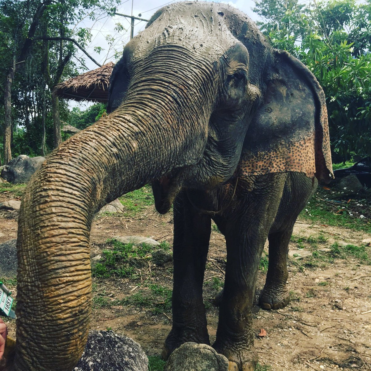 Travel22_'s tweet photo. Thailand 🇹🇭 Elephant sanctuary 😍 
-
#Travel #travelgram #travelphotography #Thailand #Asia #southeastasia #happy #FolloMe #elephants #animal #animals #AnimalLovers #PictureOfTheDay #photooftheday #photo #photographer #photograph #beautiful #Love #NatureBeauty #NaturePhotography https://t.co/e0Kl6yqVpz