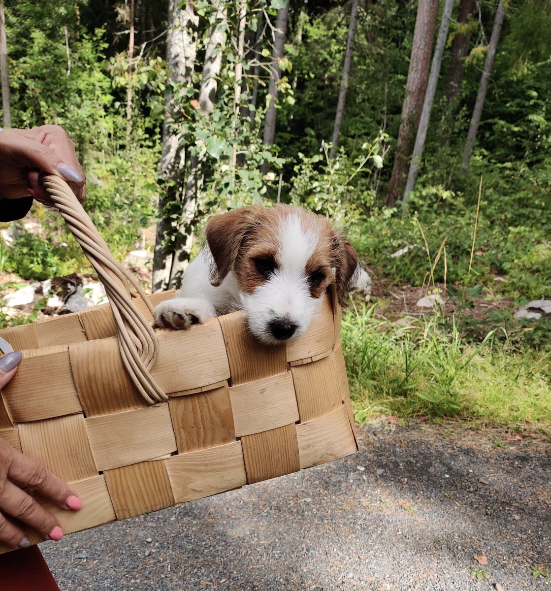 Aamupäivän pikku saalis metsäkävelyltä russeliveljesten kanssa 🐶🐶. Pienempi otti päiväunet mättäällä 💤 Isompi etsii jo sieniä hienosti 
Kaupan laatikossa sopiva teksti. Siinä kotiin ja kotona huomenna pakkaseen #kanttarelli #sieniretki #russeliveljekset