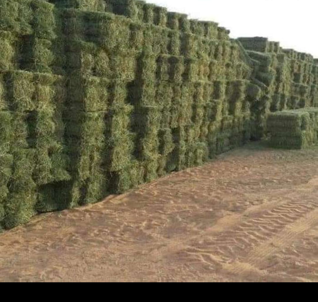 مزرعة الشهراني جميع انواع العلاف 
برسيم جوده عاليه والكميه الي تبيها
توصيل الى كافة المناطق
 النوع: برسيم صافي 
 الشد : جندير
 العود: ناعم 
 الطول : 90 الى 97
 الوزن: 30
شعير بلدي درجة اولى
الآن متوفر تبن شعير شدة ٩٠  ولجر 
الان يتوفر تبن شدة شعير وقمح شدة 
للتواصل:0595294935