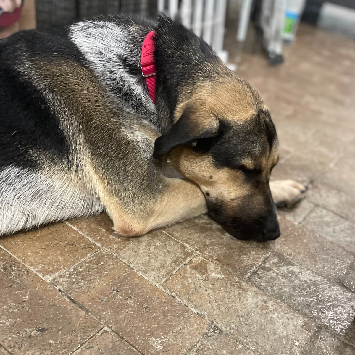 HinsdaleHumane's tweet photo. Flyer is tired of waiting for his forever family to walk through the door! This poor guy has been here for over a year (since June 2021) and we just don't understand why he is still here. Please share this post to help Flyer finally find his forever home! https://t.co/fWMSO9lbxX