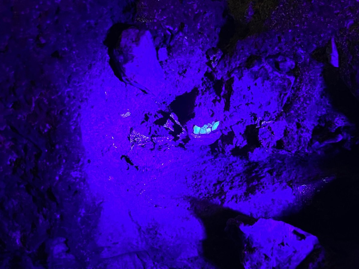 LeeRberger's tweet photo. A black light picture of a hominid mandible in the roof of #DragonBack chamber at #Risingstar. We think we had seen it before but hadn't recognised its importance until yesterday! Oh, and there is more... lesson? Never Stop Exploring! Photo by @johnhawks https://t.co/jUPpAsZrqE