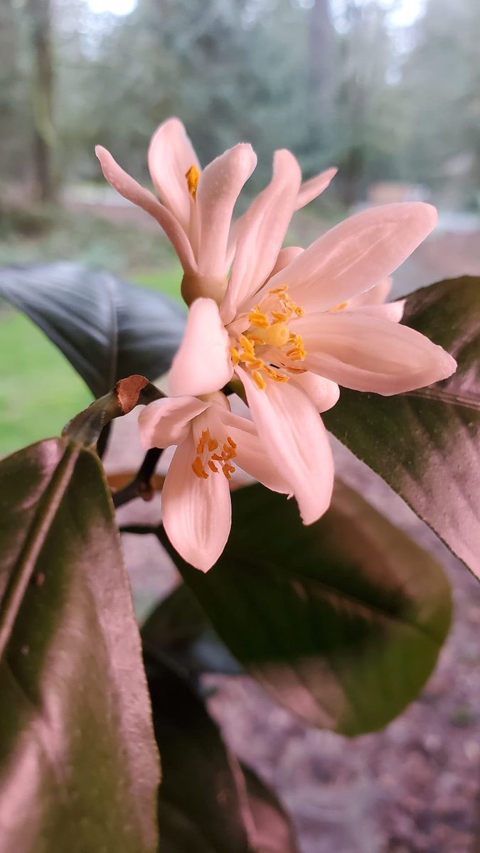 HayatHalal's tweet photo. He Who created the heavens and Earth and sends down water for you from the sky by which We make #luxuriant #gardens #grow - you could never make their trees grow. Is there another deity besides #Allah?  ٠Surat an-Naml, 60.
 #الله_اكبر https://t.co/N9v55wSXbU