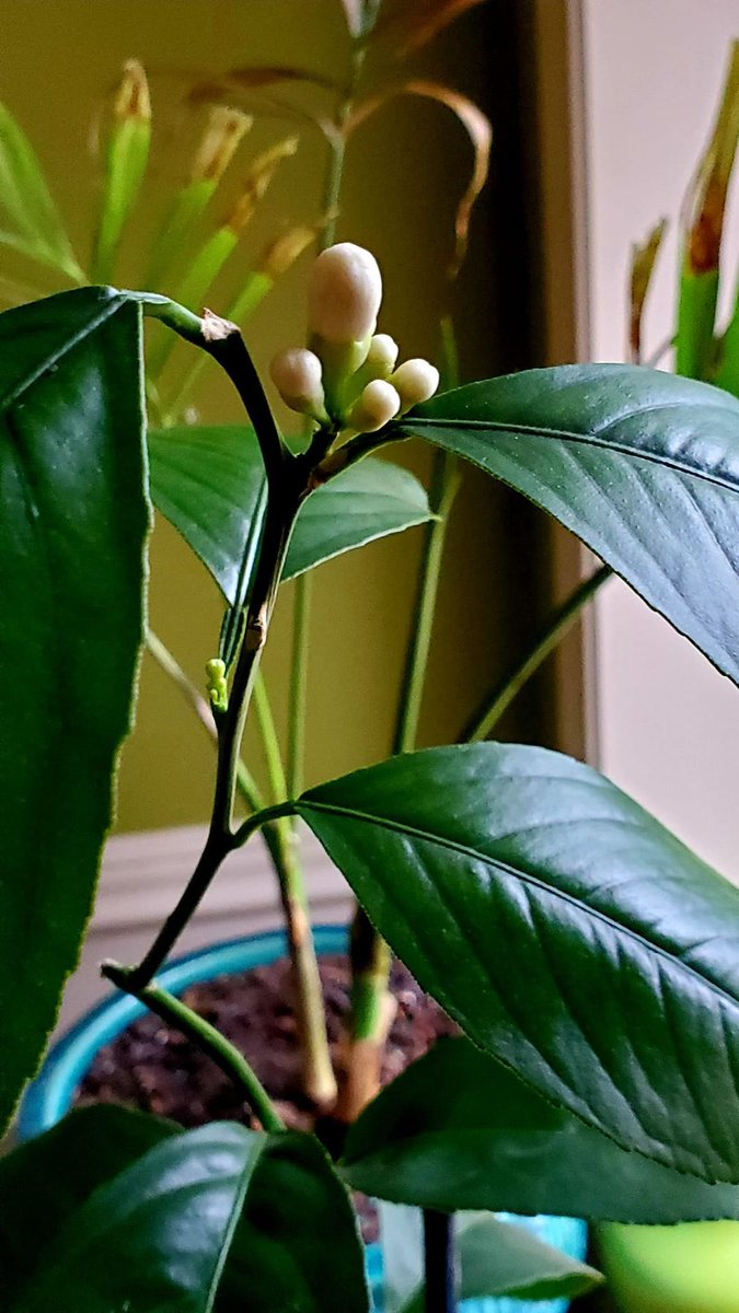 HayatHalal's tweet photo. He Who created the heavens and Earth and sends down water for you from the sky by which We make #luxuriant #gardens #grow - you could never make their trees grow. Is there another deity besides #Allah?  ٠Surat an-Naml, 60.
 #الله_اكبر https://t.co/N9v55wSXbU