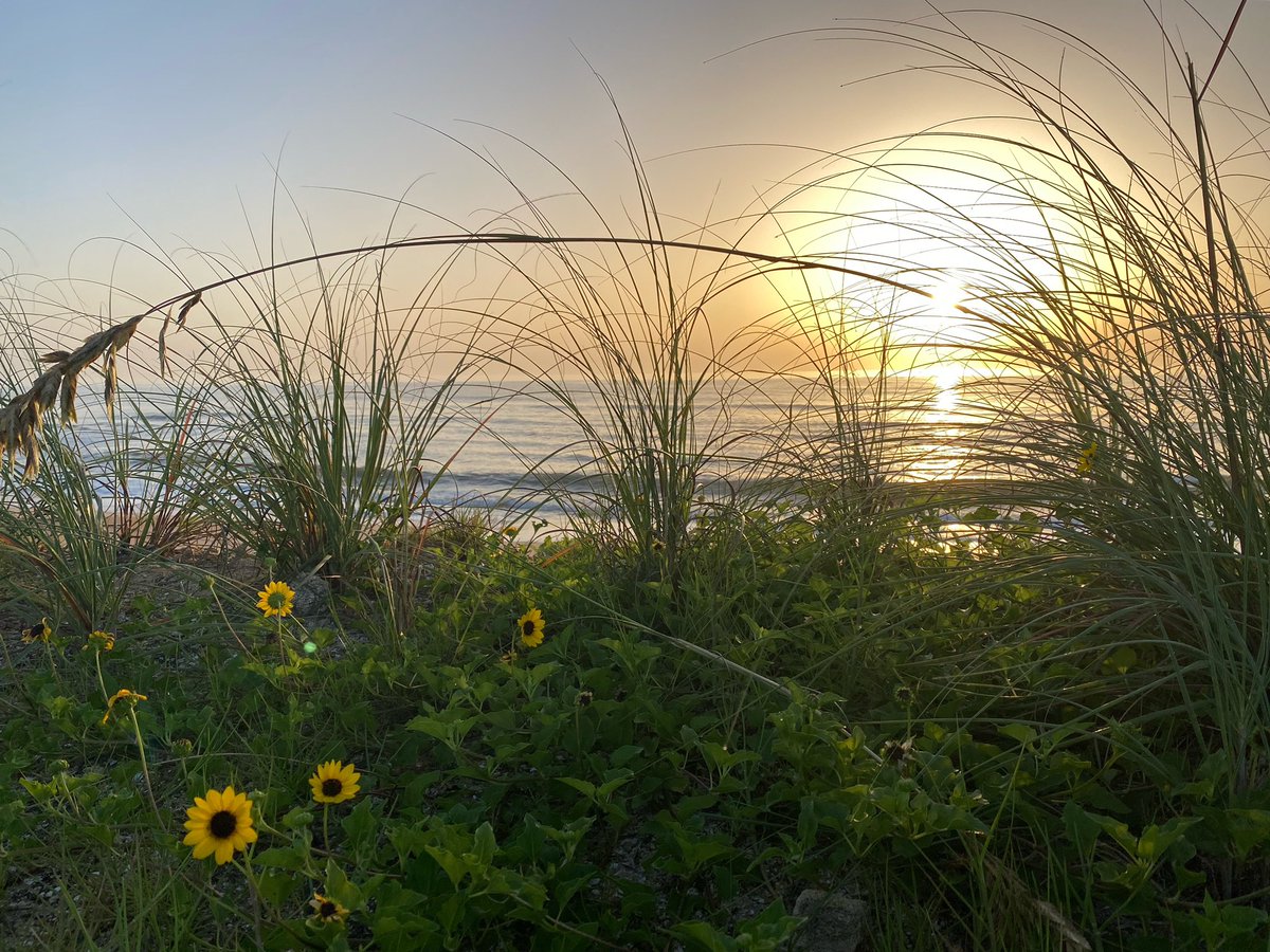 FlaglerSurf1's tweet photo. "Toto, I’ve got a feeling we’re not in Kansas anymore.” 
.
.
#sunrise #flaglerbeach #wizardofoz #flowlove #bekind #mindset #gratitude #flaglersurf #goodvibes #haveagreatday https://t.co/fNpqNYSDkH