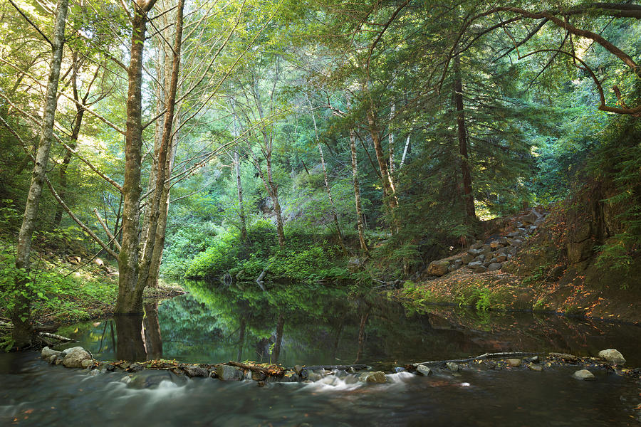 ampomata's tweet photo. "One of Those Moments". Check out this astonishing photo by @LaurieSearch here: https://t.co/gTIn1nY0XZ  #art #photo #contemporaryart #ArtistOnTwitter #nature #outdoors #landscape #samuelptaylor #statepark #lagunitas #california #parks https://t.co/cHmyCFPfru