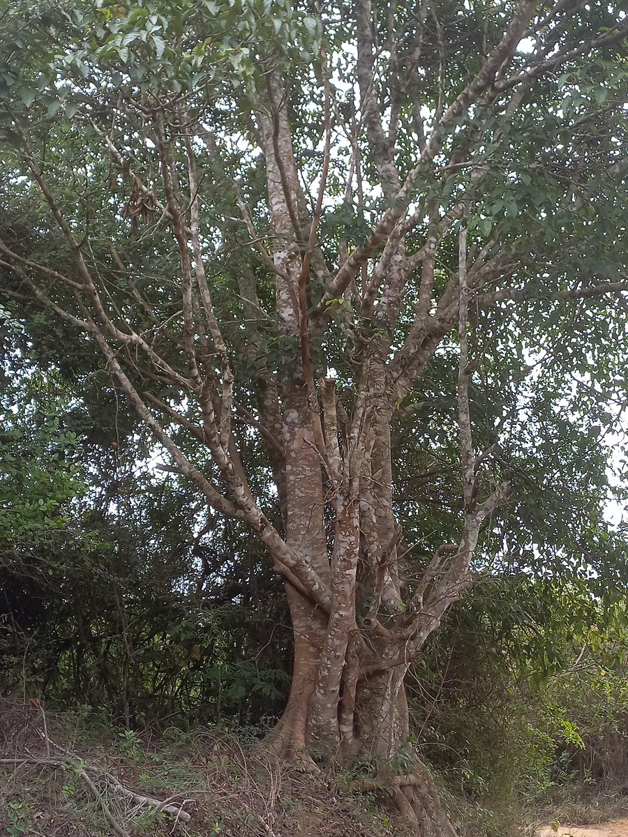 Andrew Njiraini tweet media