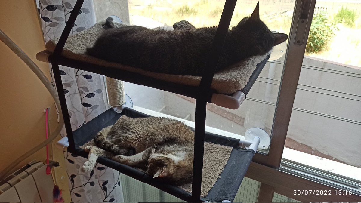 meteox1's tweet photo. Calor de gat. 31°C. Humitat sostinguda del 47%. Que llarg aquest estiu. Quines ganes de tardor! #meteo #clima #ilovemycats #adoptanocompris #dosmillorqueuna #nala #kira #cats #gats #gatos #barcelona #fembonpastor https://t.co/SmQ3mmYZE5