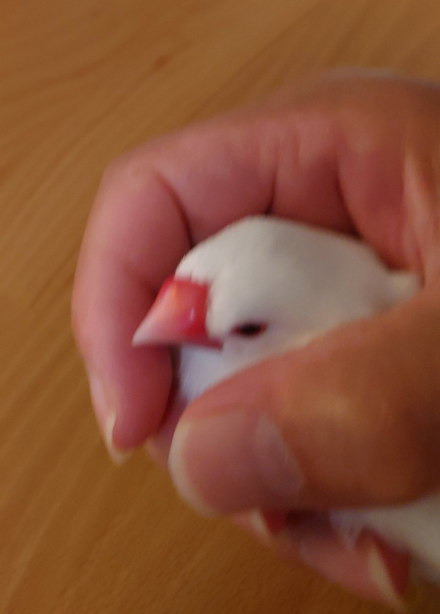 仕事帰りに友達の床屋に寄り、髪✂！野球ネタ、子供の近況ネタとかで話しが尽き無い✨特に野球ネタは、2人盛り上がる！高校野球から草野球まで🥎楽しい60分でした😀
🐤ﾎﾞｰﾙ?ﾁｶﾞｳﾜﾀｼﾋﾟｰ🐥