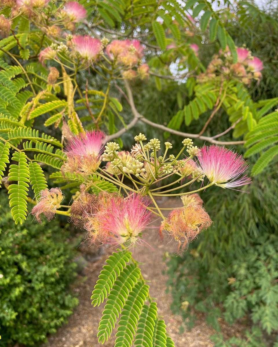 Tomorrow we are opening from 1-4.30pm in support of the Norfolk and Norwich Hospital Charity, which raises money for better equipment, training and services in hospitals across Norfolk. 

There will be tea, cake and plants for sale. Come and support a very worthy cause!