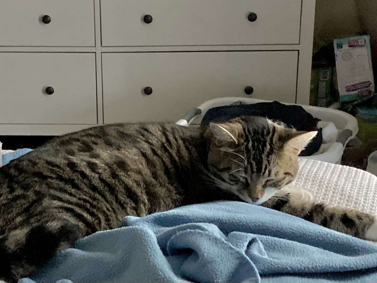 zibilith's tweet photo. I’m 45 and married but I still never know whom I’ll wake up with. 

🐈‍⬛👧…👦

#momlife #omicronoscar #rollover #gingermom #havingitall #zzz #caturday
@Momademia https://t.co/pv8cf9lKix