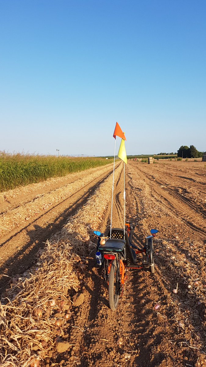 froilancan's tweet photo. Onion Harvesting machine #Alcarras #recumbent #trike #RecumbentTrike https://t.co/3n3D5tkcpR