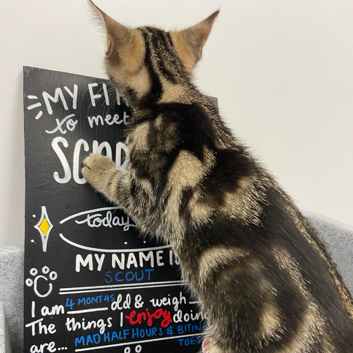 Scout came into Alfreton surgery today for her first vaccinations, she was super brave throughout and loved her tasty liver pate treat! 😻

She a mischievous little cat and her favourite past time seems to be biting her owners toes! 😹 🦶

#ScarsdaleVets #vet #pets #kitten