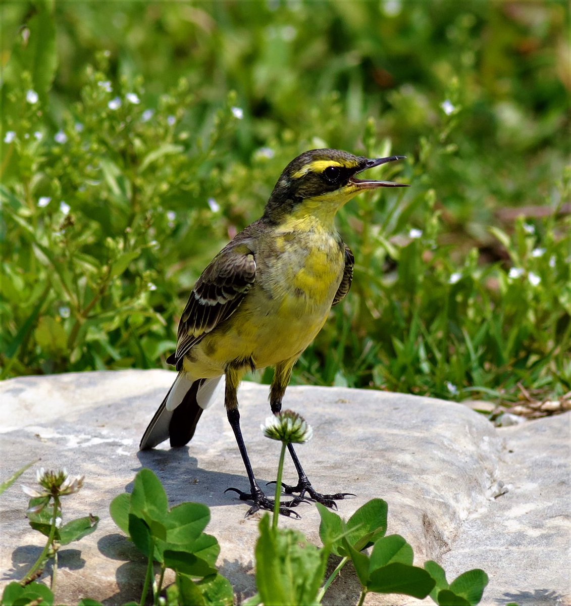 Yellow  Wagtail