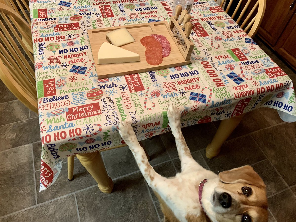 beaglefacts's tweet photo. Where there is food, there will be #beagles. 🐶😋 #beaglefacts 

📷 @PrudenceBeagle / Twitter https://t.co/p4ptJo7OON