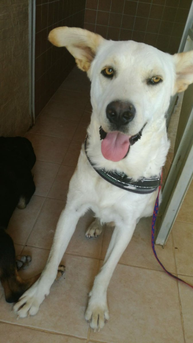 PETfriendly tweet media
