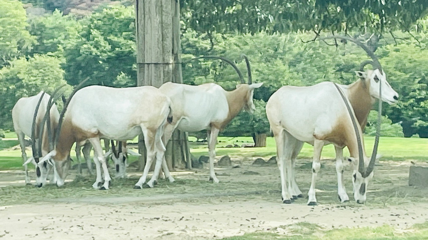 おりっくま 今日は姫路セントラルパークでシロオリックスを見てきました シロオリックスはウシ目ウシ科オリックス属 つまり オリックスバファローズそのものと言っても過言ではない さらにオリックスにシロ 白星 を付けた名前なので縁起も良い よって