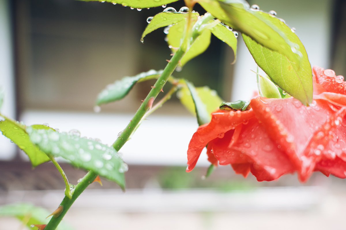 sumiyamisu's tweet photo. 撮/Nikon Z6Ⅱ
#カメラのある生活 #薔薇 #雨蛙 #Nikon https://t.co/TQrDWnXgnj