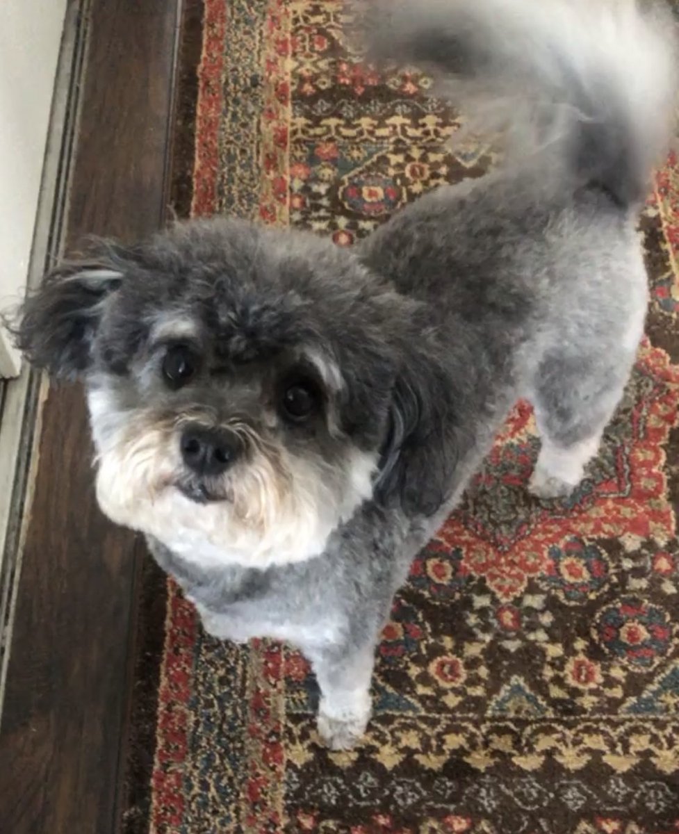 Anaisa_QA's tweet photo. @instapathbio @Levi_Endelman @smlungpathguy @VetPathophile @vetpathnerd @JMGardnerMD @KMirza @ATDeyrupMDPhD I love all dogs but I say dogs with eyebrows are slightly cuter! I might be biased though. Say hi to my fur-son, Jack! #PetsOfPath https://t.co/4SiJYSwFQB