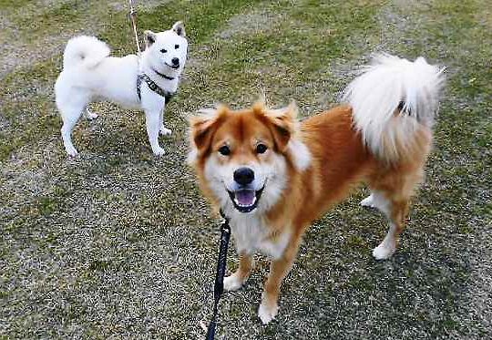 Carolinareaper Tv 青木崇高さんと杉野遥亮さんですか Twitter