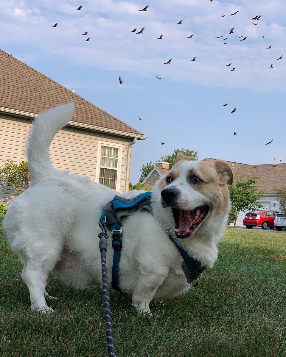 FitzTheListener's tweet image. Happiest of Gotcha Days to you, my FitzChivalry, my Beloved 🥰 can’t believe we’ve been pack for 3 years now! ❤️ I love you