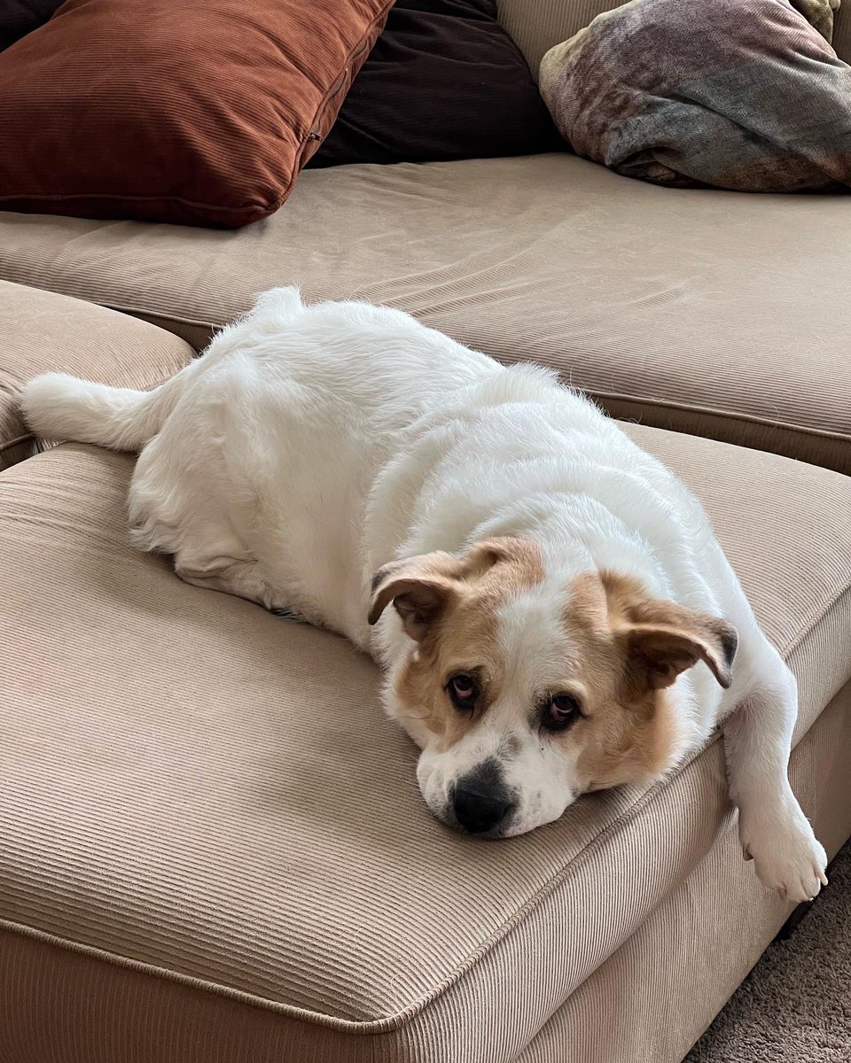 FitzTheListener's tweet image. Happiest of Gotcha Days to you, my FitzChivalry, my Beloved 🥰 can’t believe we’ve been pack for 3 years now! ❤️ I love you