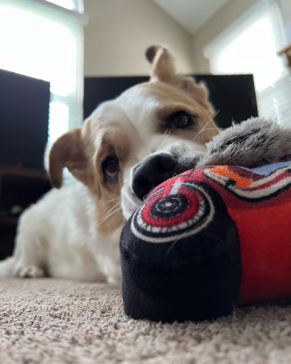 FitzTheListener's tweet image. Happiest of Gotcha Days to you, my FitzChivalry, my Beloved 🥰 can’t believe we’ve been pack for 3 years now! ❤️ I love you